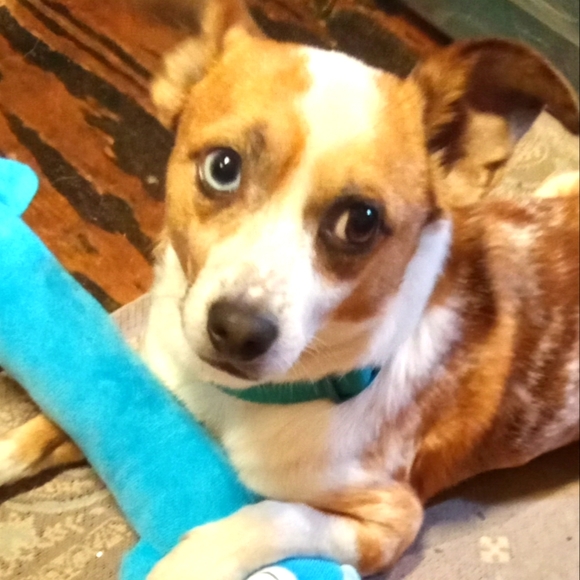 ๐ค(FLAME65)for$10 off first order - Picture 4 of 8